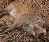 NM0U50R4ZCYM2I81RLZ2GDSYEPHW0T9X