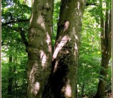 FL2JSRQBJASOR1JH4GVEN0FVW8PQ513T