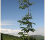 H1ROII73GQII2T3N24IAAY75H1N4Z1SZ