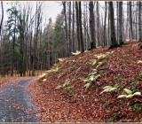 ZKDW3K7E7QZG7E567GLCJ490JI3G8AM5